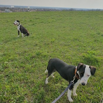 thumbnail petsitter Budapest vagy Állat szitter a kutyák