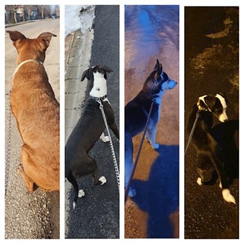 thumbnail petsitter Budapest vagy Állat szitter a kutyák