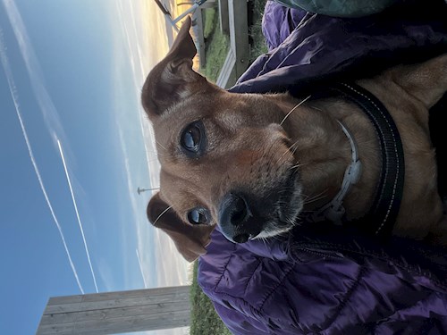 Krisztina- petsitter Budapest vagy Állat szitter a kutyák cicák