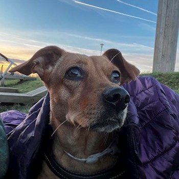 thumbnail petsitter Budapest vagy Állat szitter a kutyák cicák