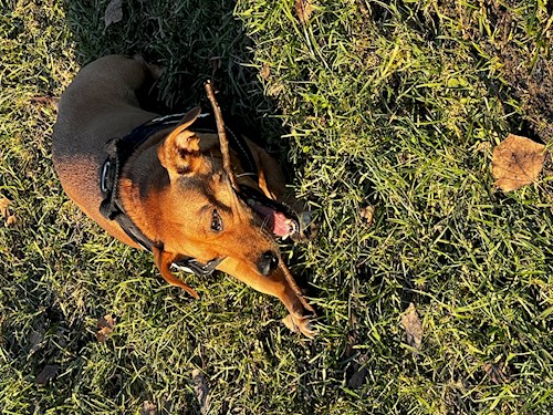 Krisztina- petsitter Budapest vagy Állat szitter a kutyák cicák
