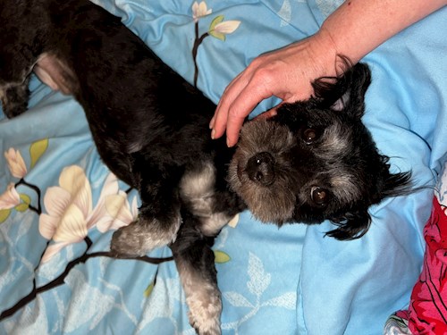 Krisztina- petsitter Budapest vagy Állat szitter a kutyák cicák