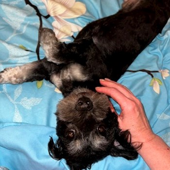 thumbnail petsitter Budapest vagy Állat szitter a kutyák cicák