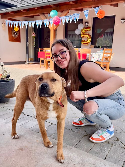 Kiss- petsitter Budapest vagy Állat szitter a kutyák cicák