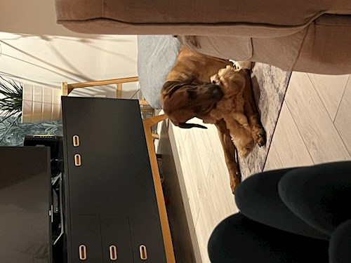 Kiss- petsitter Budapest vagy Állat szitter a kutyák cicák