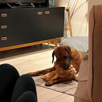 thumbnail petsitter Budapest vagy Állat szitter a kutyák cicák