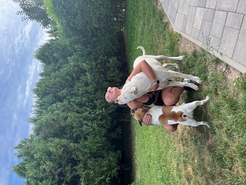 Kiss- petsitter Budapest vagy Állat szitter a kutyák cicák