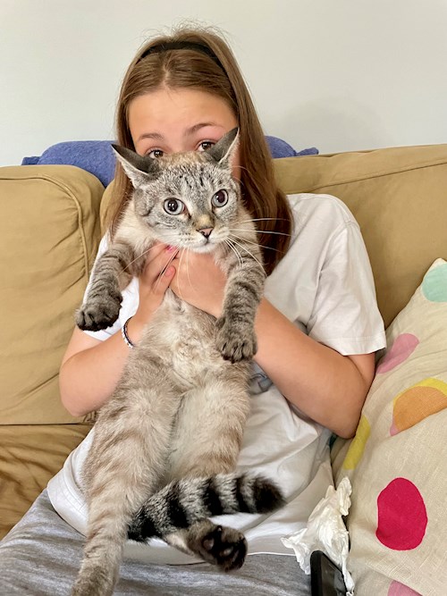 Kiss- petsitter Budapest vagy Állat szitter a kutyák cicák