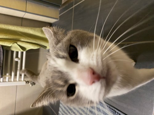 Kiss- petsitter Budapest vagy Állat szitter a kutyák cicák