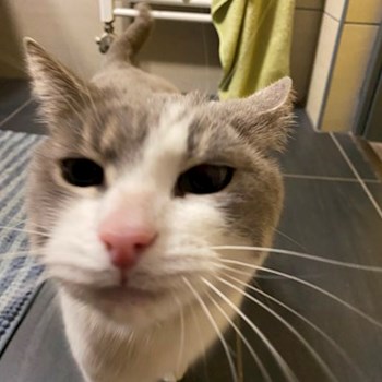 thumbnail petsitter Budapest vagy Állat szitter a kutyák cicák