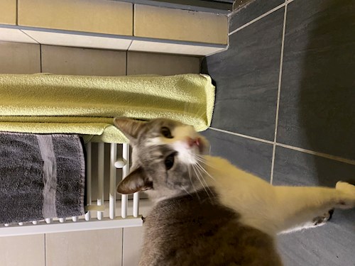 Kiss- petsitter Budapest vagy Állat szitter a kutyák cicák