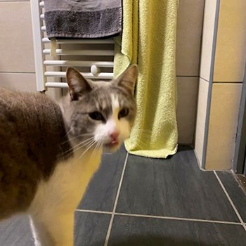 thumbnail petsitter Budapest vagy Állat szitter a kutyák cicák