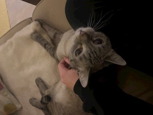 Kiss- petsitter Budapest vagy Állat szitter a kutyák cicák