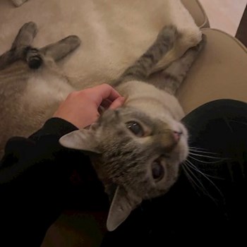 thumbnail petsitter Budapest vagy Állat szitter a kutyák cicák