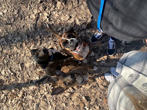 Korcsmáros- petsitter Budakeszi or Pet nanny for dogs