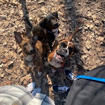 thumbnail petsitter Budakeszi or pet nanny for dogs