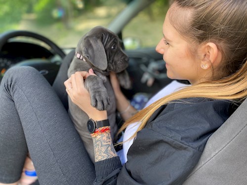 Korcsmáros- petsitter Budakeszi or Pet nanny for dogs