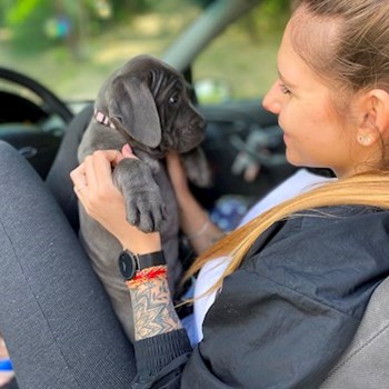 thumbnail petsitter Budakeszi or pet nanny for dogs