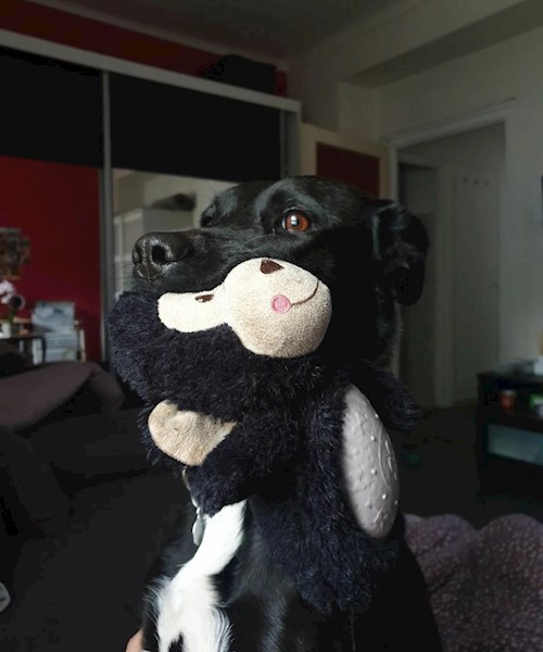 Maár- petsitter Budapest or Pet nanny for dogs