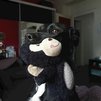 thumbnail petsitter Budapest or pet nanny for dogs