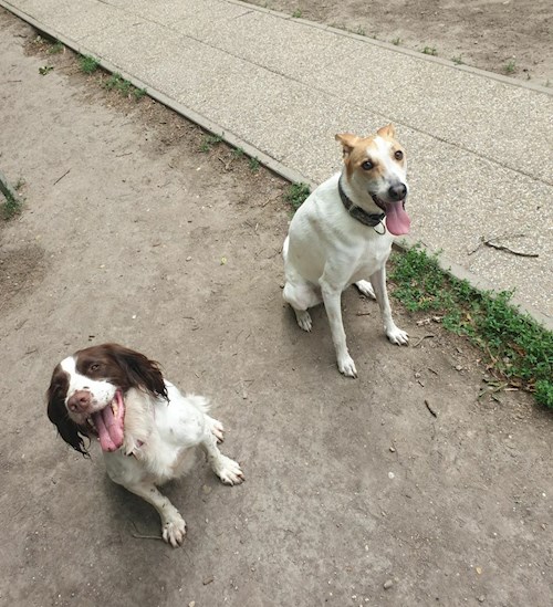 Maár- petsitter Budapest or Pet nanny for dogs
