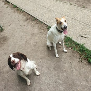 thumbnail petsitter Budapest or pet nanny for dogs