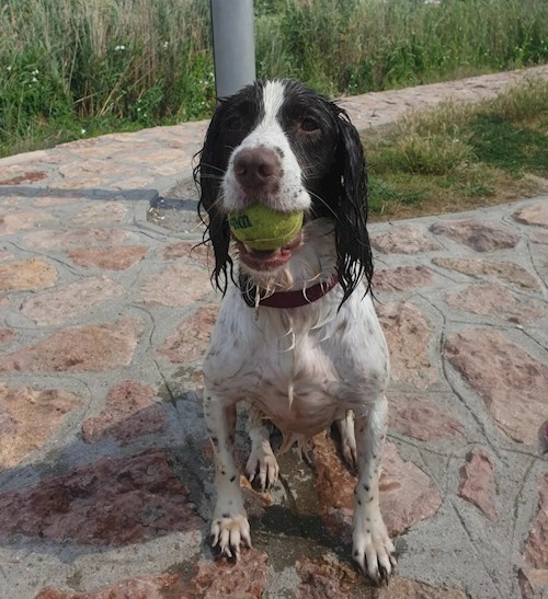 Maár- petsitter Budapest or Pet nanny for dogs
