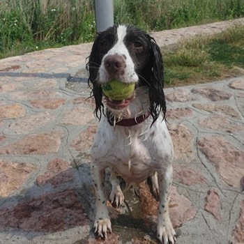 thumbnail petsitter Budapest or pet nanny for dogs