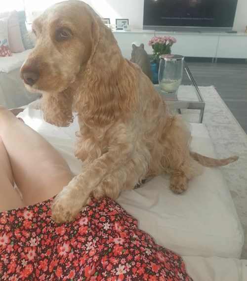 Maár- petsitter Budapest or Pet nanny for dogs