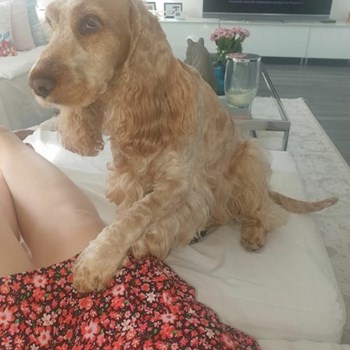 thumbnail petsitter Budapest or pet nanny for dogs