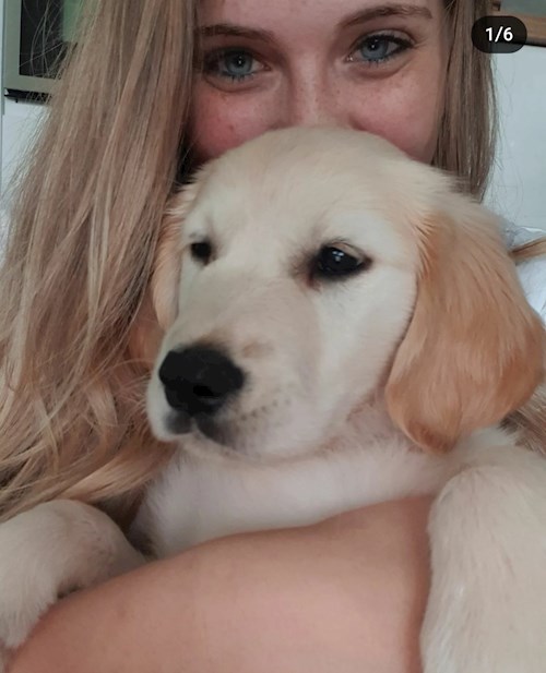 Maár- petsitter Budapest or Pet nanny for dogs