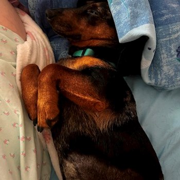 thumbnail petsitter Budapest vagy Állat szitter a kutyák cicák