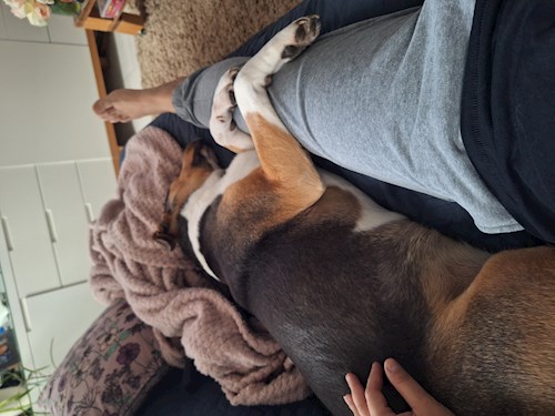 Varga- petsitter Budapest vagy Állat szitter a kutyák