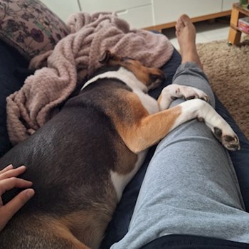 thumbnail petsitter Budapest vagy Állat szitter a kutyák