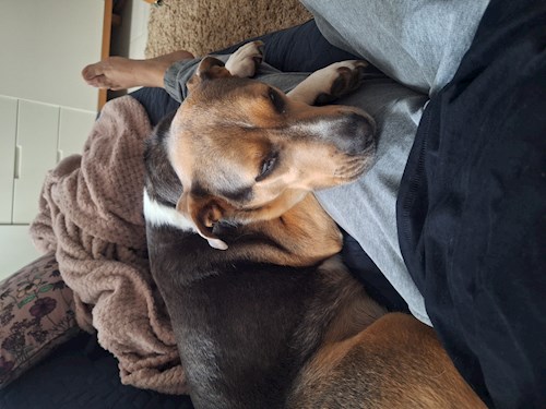 Varga- petsitter Budapest vagy Állat szitter a kutyák