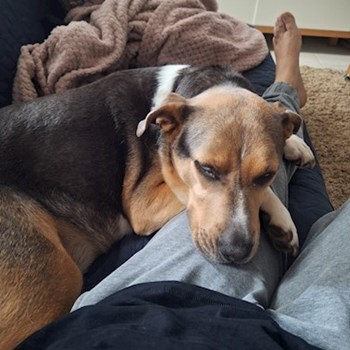 thumbnail petsitter Budapest vagy Állat szitter a kutyák