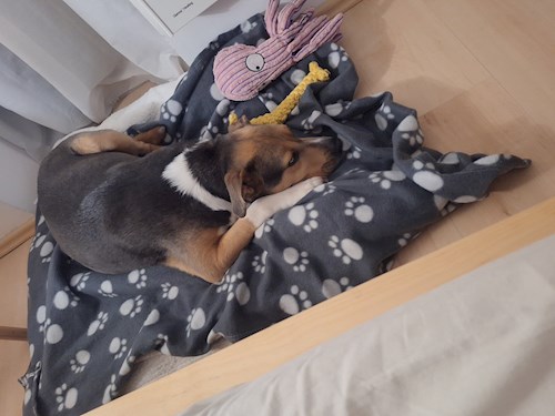 Varga- petsitter Budapest vagy Állat szitter a kutyák