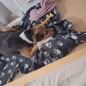 thumbnail petsitter Budapest vagy Állat szitter a kutyák