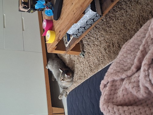 Varga- petsitter Budapest vagy Állat szitter a kutyák