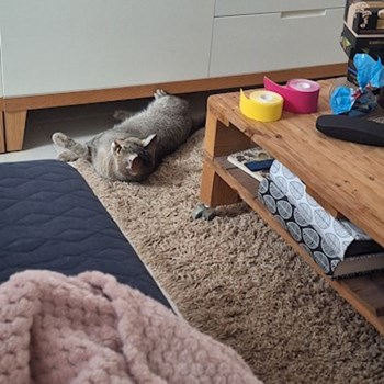 thumbnail petsitter Budapest vagy Állat szitter a kutyák