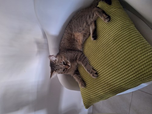 Varga- petsitter Budapest vagy Állat szitter a kutyák