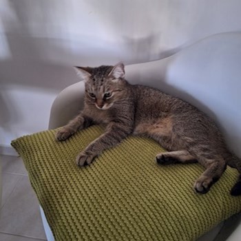 thumbnail petsitter Budapest vagy Állat szitter a kutyák