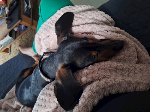 Varga- petsitter Budapest vagy Állat szitter a kutyák