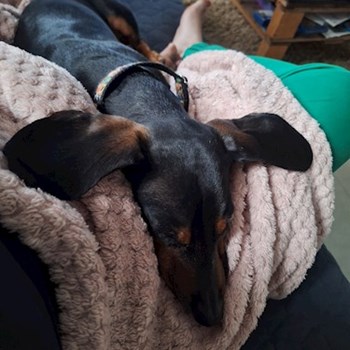 thumbnail petsitter Budapest vagy Állat szitter a kutyák