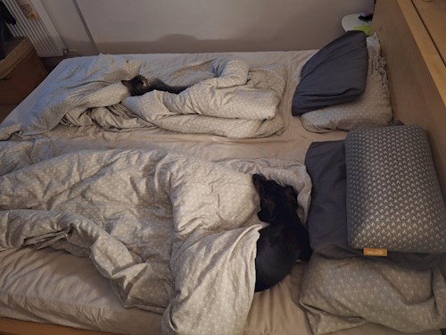 Varga- petsitter Budapest vagy Állat szitter a kutyák