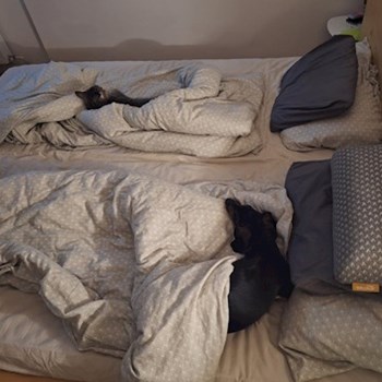 thumbnail petsitter Budapest vagy Állat szitter a kutyák