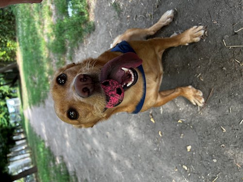 Krisztina- petsitter Budapest vagy Állat szitter a kutyák cicák