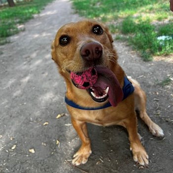thumbnail petsitter Budapest vagy Állat szitter a kutyák cicák