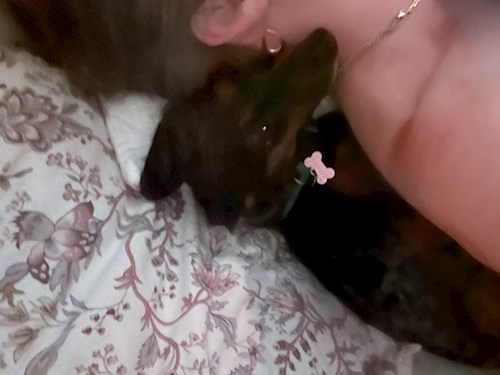 Krisztina- petsitter Budapest vagy Állat szitter a kutyák cicák