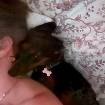 thumbnail petsitter Budapest vagy Állat szitter a kutyák cicák